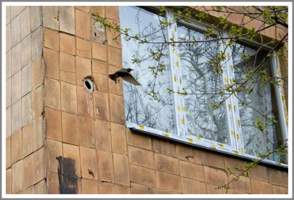 Кошкин сын (СИ) - _109.jpg