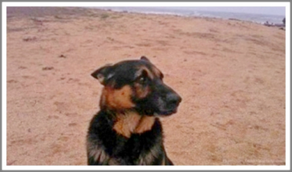 Кошкин сын (СИ) - _111.jpg