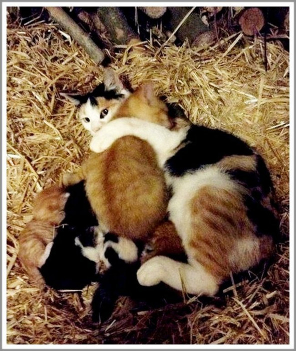 Кошкин сын (СИ) - _113.jpg