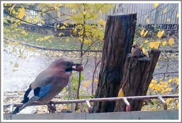 Кошкин сын (СИ) - _122.jpg