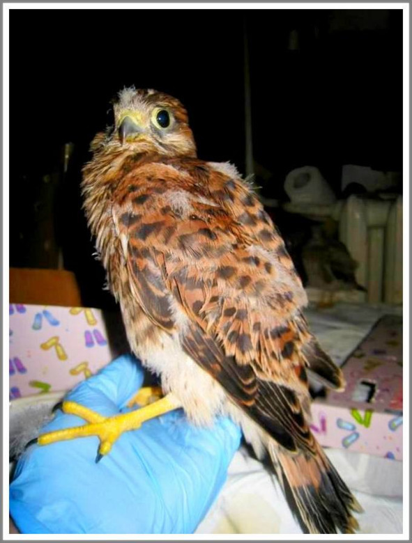 Кошкин сын (СИ) - _123.jpg