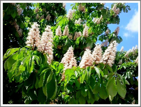 Кошкин сын (СИ) - _126.jpg