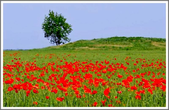 Кошкин сын (СИ) - _127.jpg