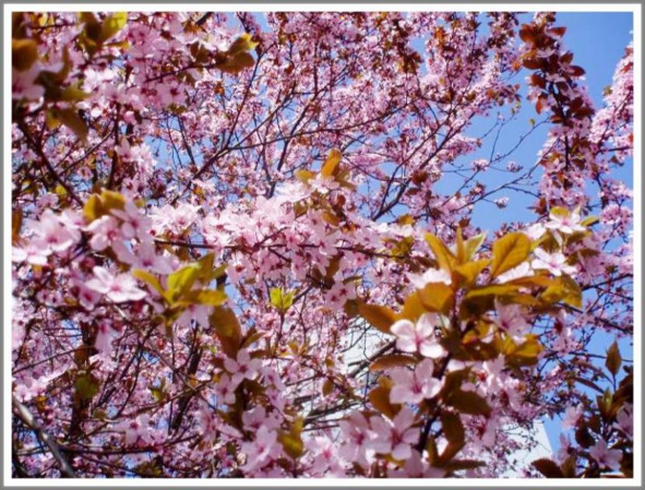 Кошкин сын (СИ) - _128.jpg