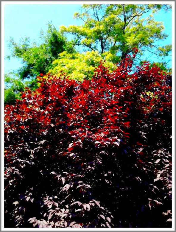 Кошкин сын (СИ) - _129.jpg