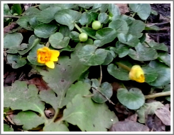 Кошкин сын (СИ) - _136.jpg