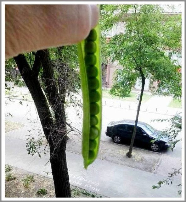 Кошкин сын (СИ) - _147.jpg