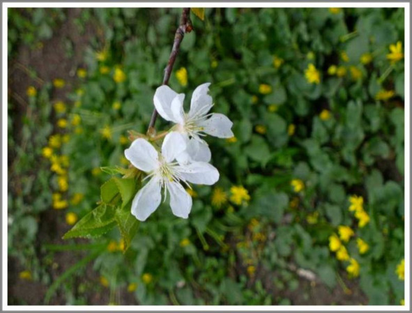 Кошкин сын (СИ) - _130.jpg