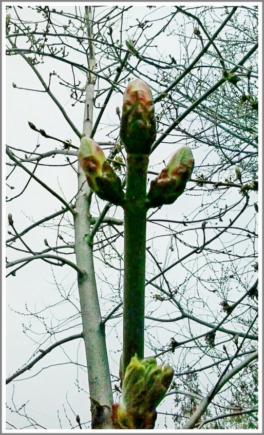 Кошкин сын (СИ) - _133.jpg