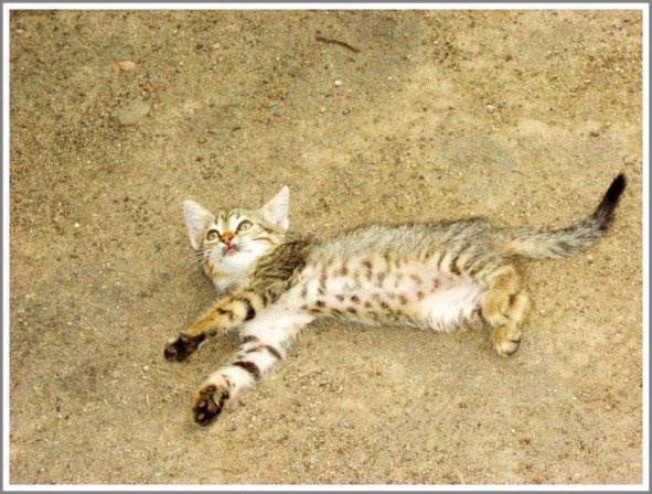 Кошкин сын (СИ) - _47.jpg