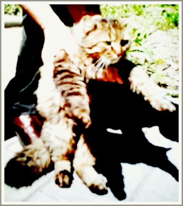 Кошкин сын (СИ) - _55.jpg