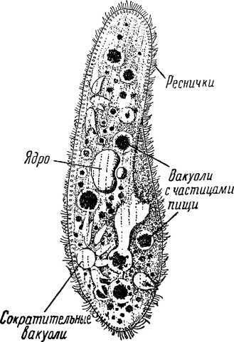 От инстинкта до разума(Очерк науки о поведении) - i_003.jpg