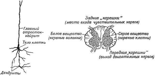 От инстинкта до разума(Очерк науки о поведении) - i_007.jpg