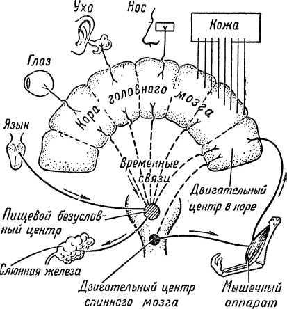 От инстинкта до разума(Очерк науки о поведении) - i_018.jpg