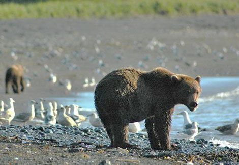 В стране бурых медведей - _1.jpg