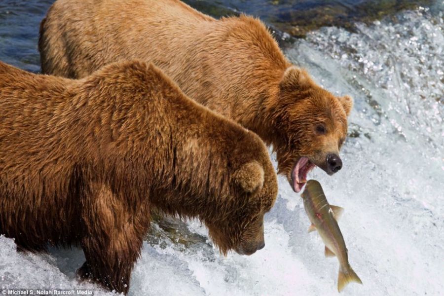 В стране бурых медведей - _2.jpg