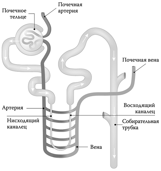 [Не]правда о нашем теле. Заблуждения, в которые мы верим - _31.jpg