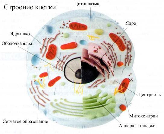 Восстановительная медицина. Фитнес и лечебная физкультура - _1.jpg