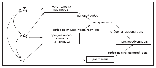 Половой отбор: теория или миф? Полевая зоология против кабинетного знания - i_004.png