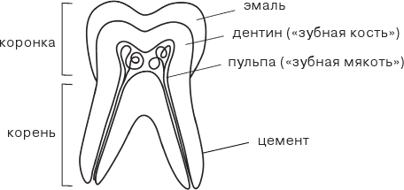 Стоматолог Селютина, у меня вопрос: как заботиться о детских зубах? - i_008.png