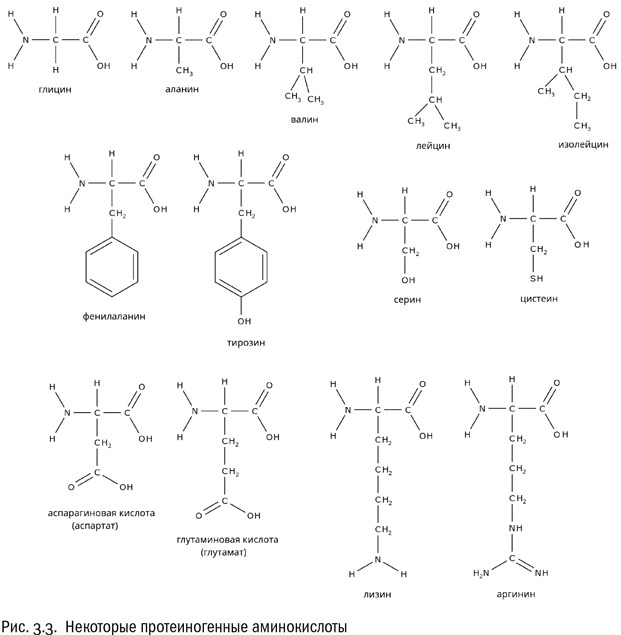 От атомов к древу: Введение в современную науку о жизни - i_017.png