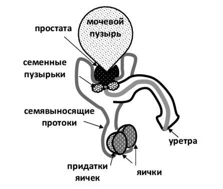 Даосские секреты здоровья для мужчин - _9.jpg