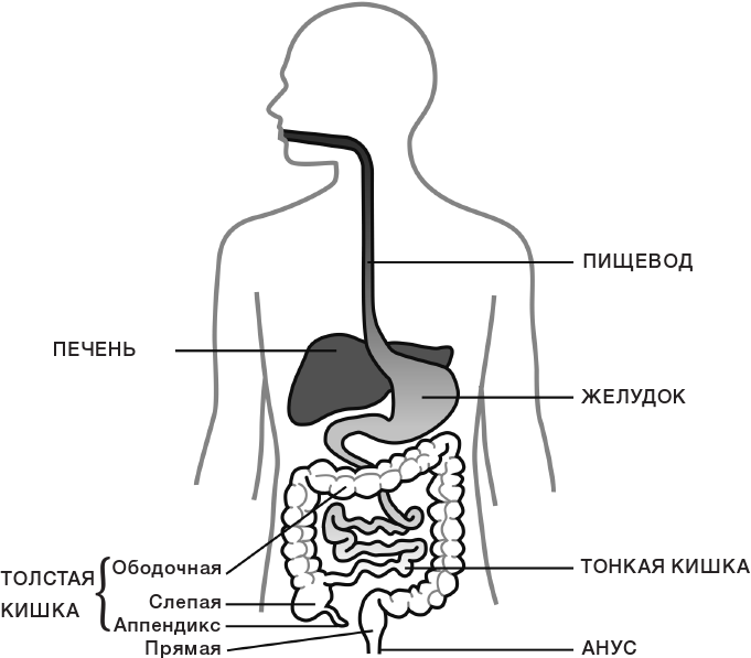 10% Human. Как микробы управляют людьми - i_002.png