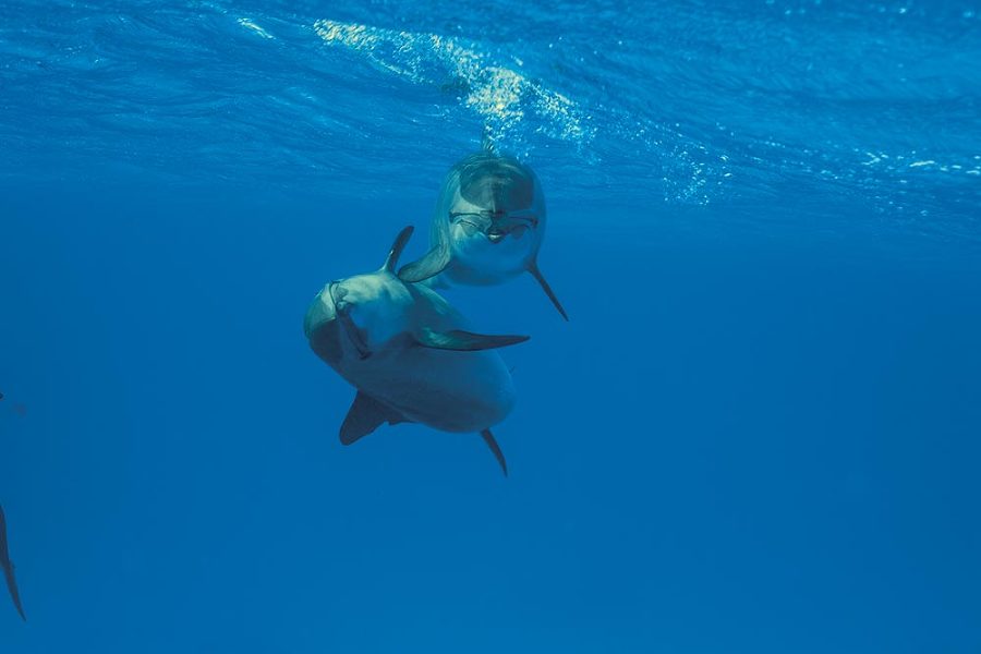 Принцип дельфина: жизнь верхом на волне - i_004.jpg