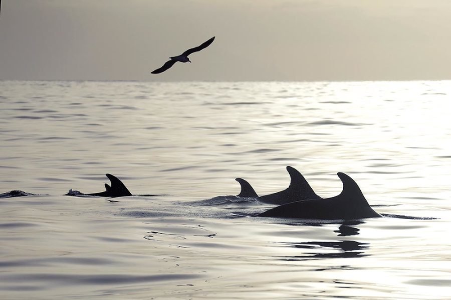 Принцип дельфина: жизнь верхом на волне - i_005.jpg