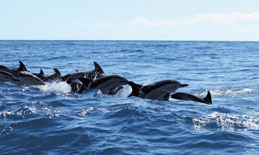 Принцип дельфина: жизнь верхом на волне - i_009.jpg