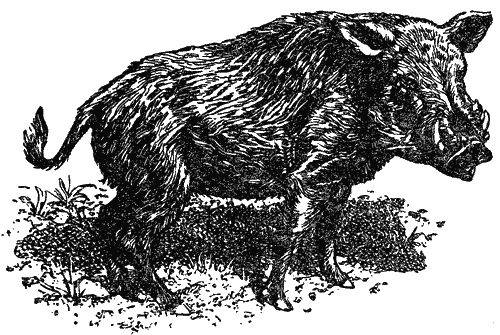 Леопард из Рудрапраяга - i_037.png