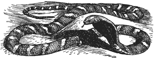 Леопард из Рудрапраяга - i_038.png