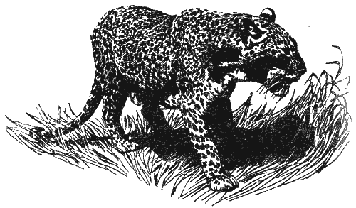 Леопард из Рудрапраяга - i_041.png