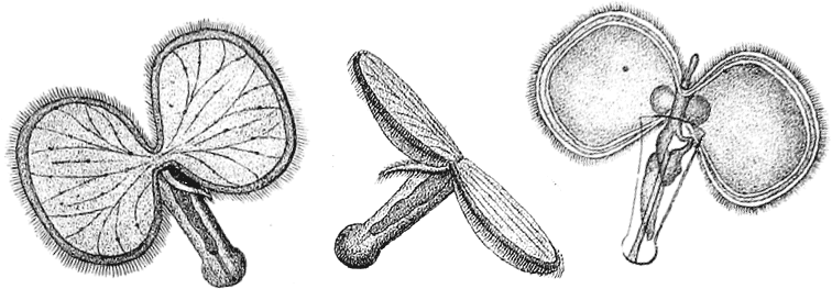 Тайна двух океанов. Лучшая классика с комментариями для школьников - i_022.png