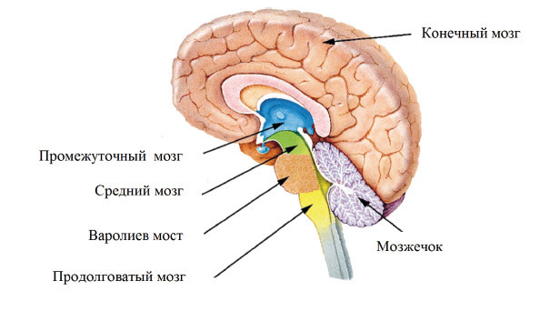 Центральная нервная система. Анатомия и физиология - i_002.jpg