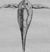 Начало и конец мира - i_018.jpg