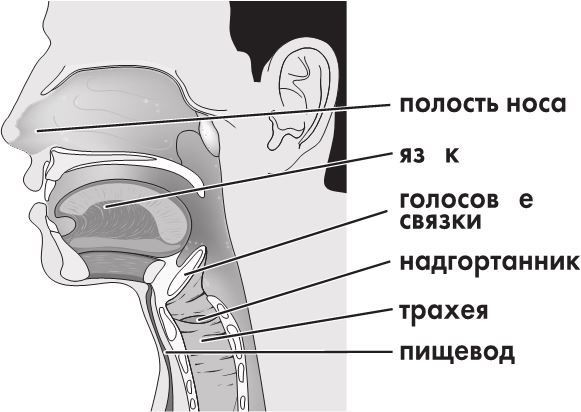 Предрассудки о здоровье. Жить надо с умом и правильно - i_001.jpg