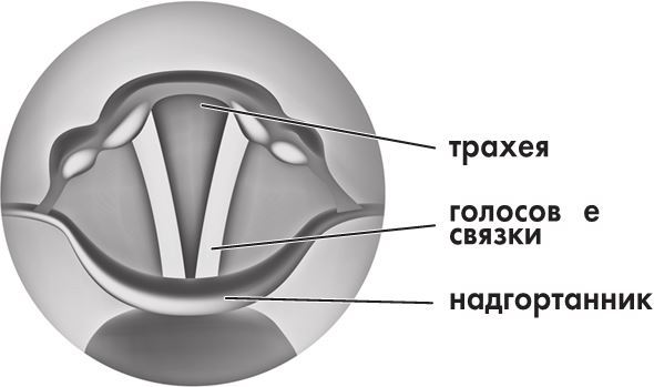 Предрассудки о здоровье. Жить надо с умом и правильно - i_002.jpg