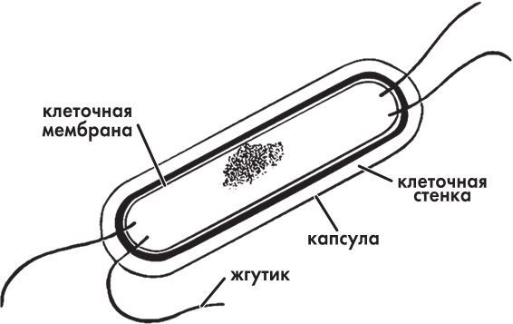 Предрассудки о здоровье. Жить надо с умом и правильно - i_004.jpg