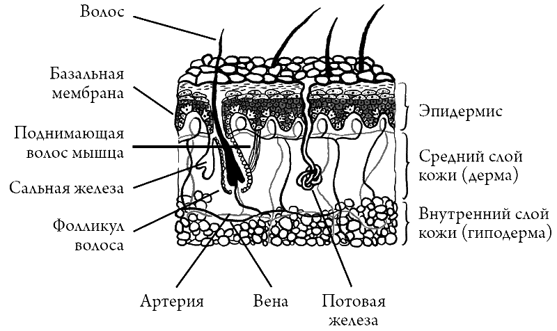 Что скрывает кожа. 2 квадратных метра, которые диктуют, как нам жить - i_004.png