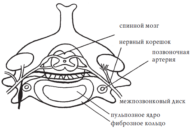 Позвоночник и долголетие: Научитесь жить без боли в спине - i_005.png
