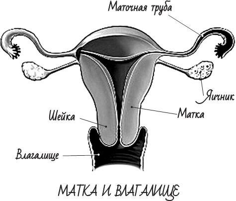 Анатомия женщины (строение женских половых органов) – полезные материалы автонагаз55.рф
