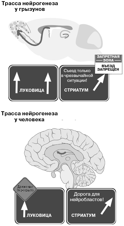 Революция в голове. Как новые нервные клетки омолаживают мозг - i_022.png