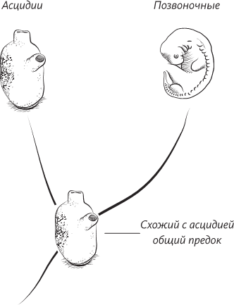 Невероятная случайность бытия. Эволюция и рождение человека - i_008.png