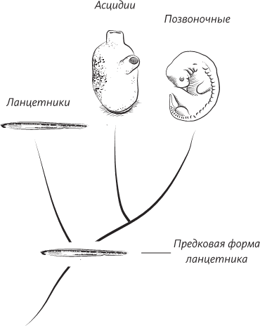 Невероятная случайность бытия. Эволюция и рождение человека - i_009.png