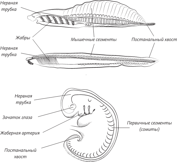 Невероятная случайность бытия. Эволюция и рождение человека - i_010.png