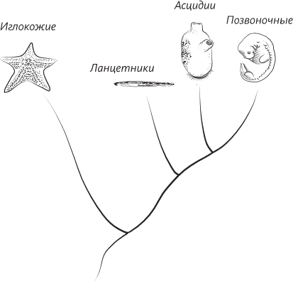 Невероятная случайность бытия. Эволюция и рождение человека - i_011.png