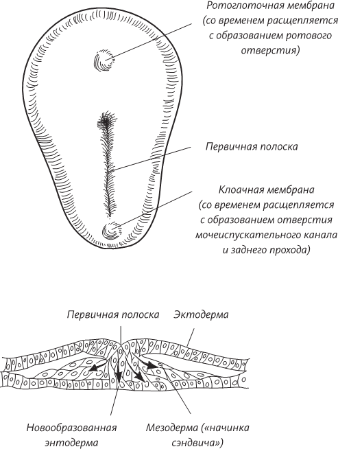 Невероятная случайность бытия. Эволюция и рождение человека - i_015.png