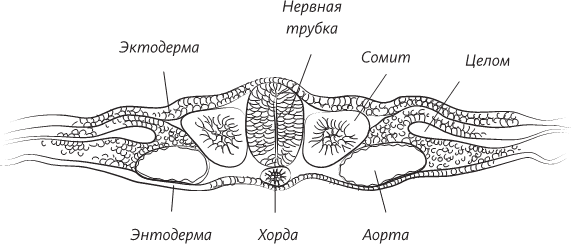 Невероятная случайность бытия. Эволюция и рождение человека - i_016.png