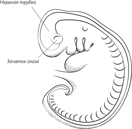 Невероятная случайность бытия. Эволюция и рождение человека - i_017.png